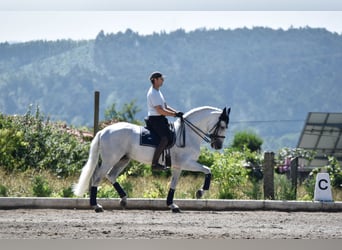 Andaluces, Semental, 15 años, 167 cm, Tordo