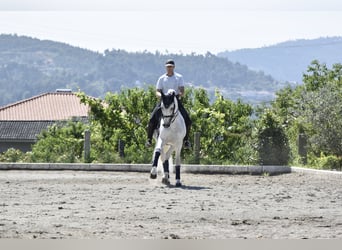 Andaluces, Semental, 15 años, 167 cm, Tordo