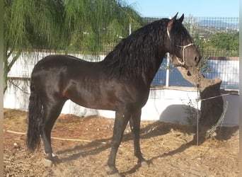 Andaluces, Semental, 16 años, 170 cm, Castaño oscuro