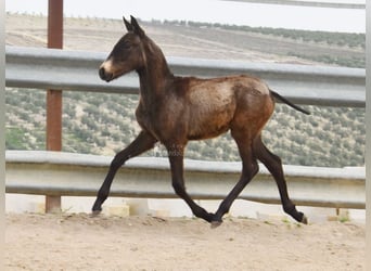 Andaluces, Semental, 1 año, 120 cm