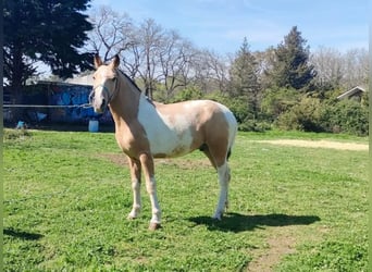 Andaluces Mestizo, Semental, 1 año, 140 cm, Pío