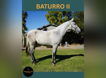 Andaluces, Semental, 1 año, 142 cm, White/Blanco