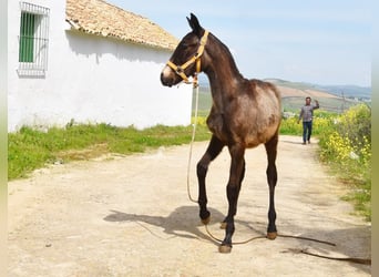 Andaluces, Semental, 1 año, 155 cm
