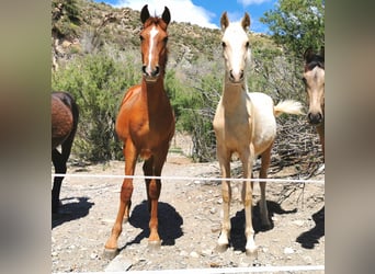 Andaluces, Semental, 1 año, 158 cm, Cremello