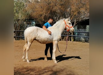 Andaluces, Semental, 1 año, 158 cm, Cremello