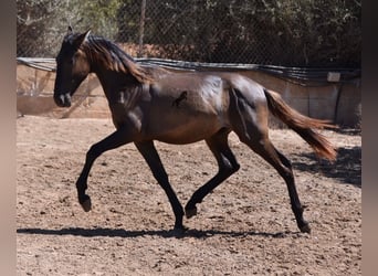 Andaluces, Semental, 1 año, 158 cm, Negro