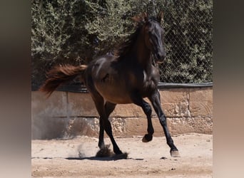 Andaluces, Semental, 1 año, 158 cm, Negro