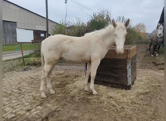 Andaluces, Semental, 1 año, 158 cm, Perlino