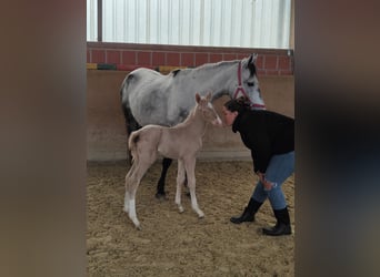 Andaluces, Semental, 1 año, 158 cm, Perlino