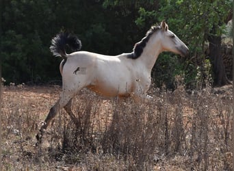 Andaluces, Semental, 1 año, 160 cm, Bayo