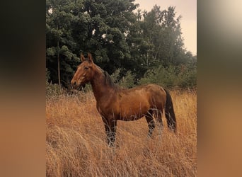 Andaluces, Semental, 1 año, 160 cm, Castaño