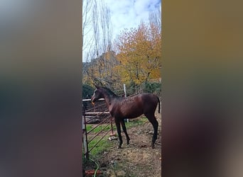 Andaluces, Semental, 1 año, 160 cm, Castaño rojizo