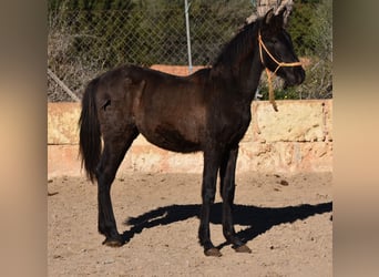 Andaluces, Semental, 1 año, 160 cm, Negro