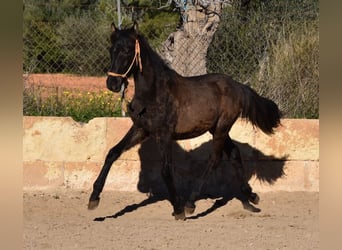 Andaluces, Semental, 1 año, 160 cm, Negro