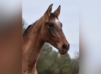 Andaluces, Semental, 1 año, 160 cm, Tordo