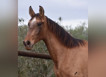 Andaluces, Semental, 1 año, 160 cm, Tordo