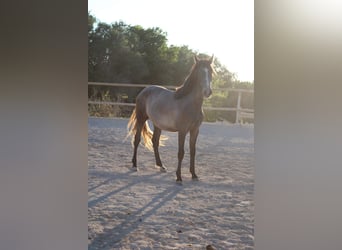 Andaluces, Semental, 1 año, 160 cm, Tordo