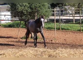 Andaluces, Semental, 1 año, 160 cm, Tordo