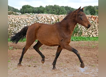 Andaluces, Semental, 1 año, 162 cm, Castaño