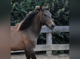 Andaluces, Semental, 1 año, 162 cm, Castaño