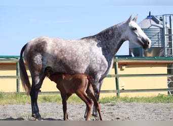 Andaluces, Semental, 1 año, 163 cm, Castaño rojizo