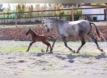 Andaluces, Semental, 1 año, 163 cm, Castaño rojizo