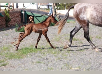 Andaluces, Semental, 1 año, 163 cm, Castaño rojizo