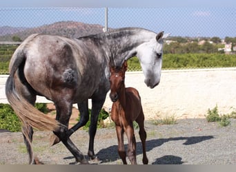 Andaluces, Semental, 1 año, 163 cm, Castaño rojizo