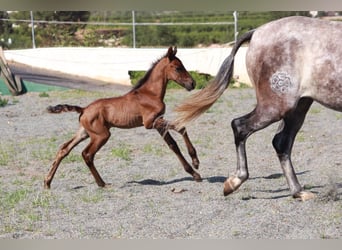 Andaluces, Semental, 1 año, 163 cm, Castaño rojizo