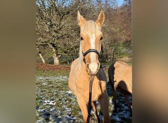 Andaluces Mestizo, Semental, 1 año, 163 cm, Palomino