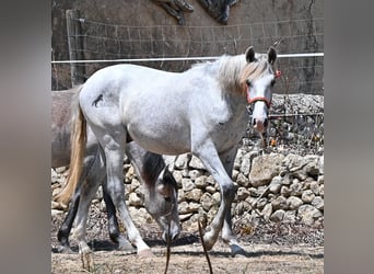 Andaluces, Semental, 1 año, 163 cm, Tordo