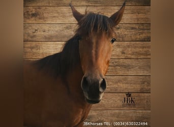 Andaluces, Semental, 1 año, 164 cm, Castaño