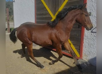 Andaluces, Semental, 1 año, 164 cm, Castaño