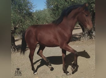 Andaluces, Semental, 1 año, 164 cm, Castaño
