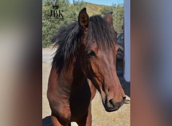 Andaluces, Semental, 1 año, 164 cm, Castaño