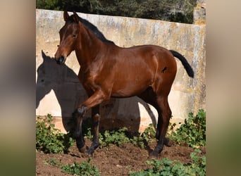 Andaluces, Semental, 1 año, 165 cm, Castaño