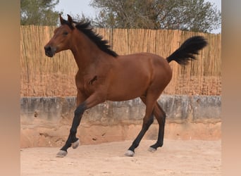 Andaluces, Semental, 1 año, 165 cm, Castaño