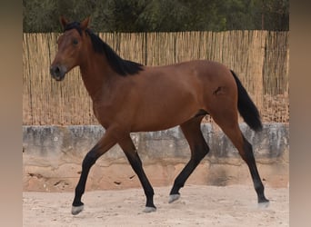 Andaluces, Semental, 1 año, 165 cm, Castaño