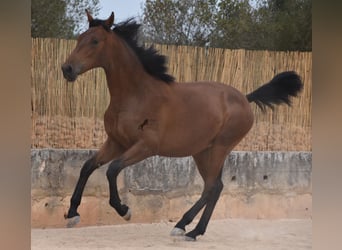 Andaluces, Semental, 1 año, 165 cm, Castaño