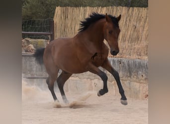 Andaluces, Semental, 1 año, 165 cm, Castaño