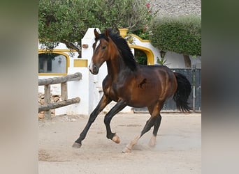 Andaluces, Semental, 1 año, 165 cm, Castaño