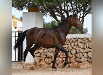 Andaluces, Semental, 1 año, 165 cm, Castaño
