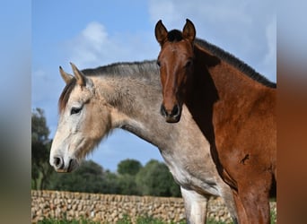 Andaluces, Semental, 1 año, 165 cm, Castaño