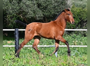 Andaluces, Semental, 1 año, 165 cm, Castaño