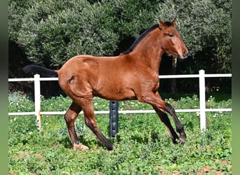 Andaluces, Semental, 1 año, 165 cm, Castaño