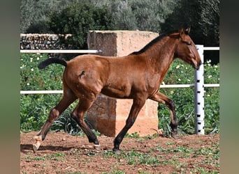 Andaluces, Semental, 1 año, 165 cm, Castaño