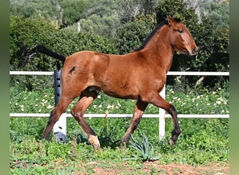 Andaluces, Semental, 1 año, 165 cm, Castaño