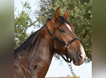 Andaluces, Semental, 1 año, 165 cm, Castaño