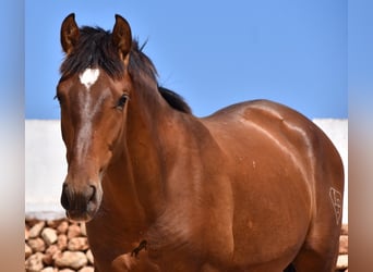 Andaluces, Semental, 1 año, 166 cm, Castaño