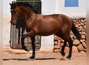 Andaluces, Semental, 1 año, 166 cm, Castaño